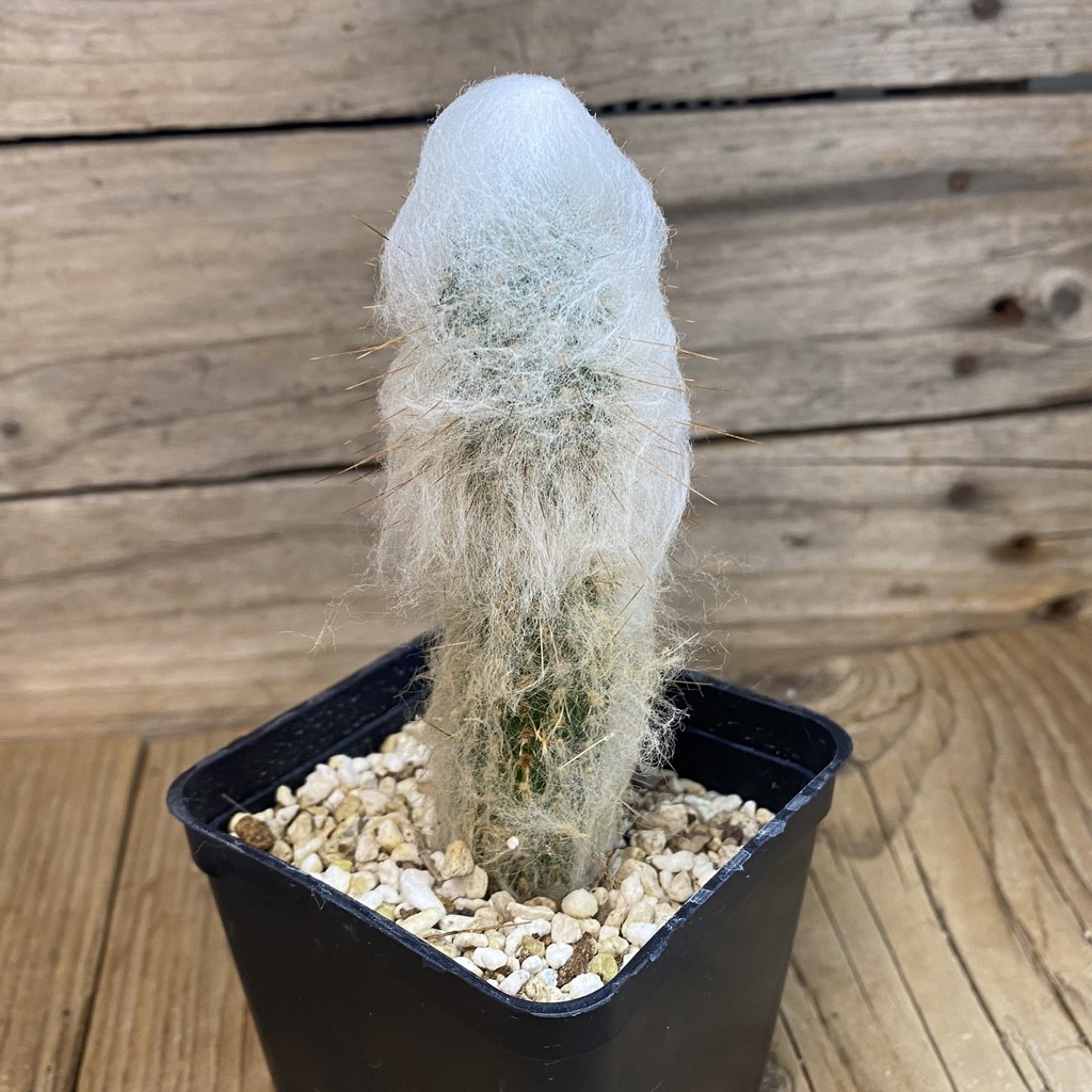 SH38089 Austrocephalocereus dybowskii - Зображення 2