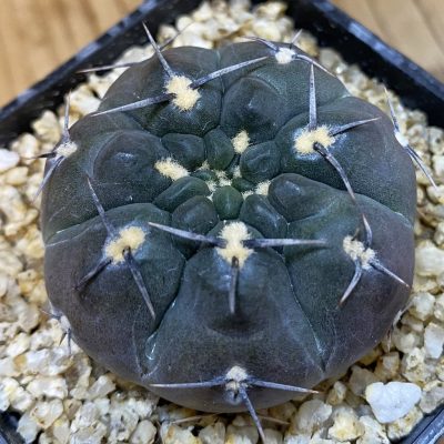 SH38086 Gymnocalycium striglianum VG 698