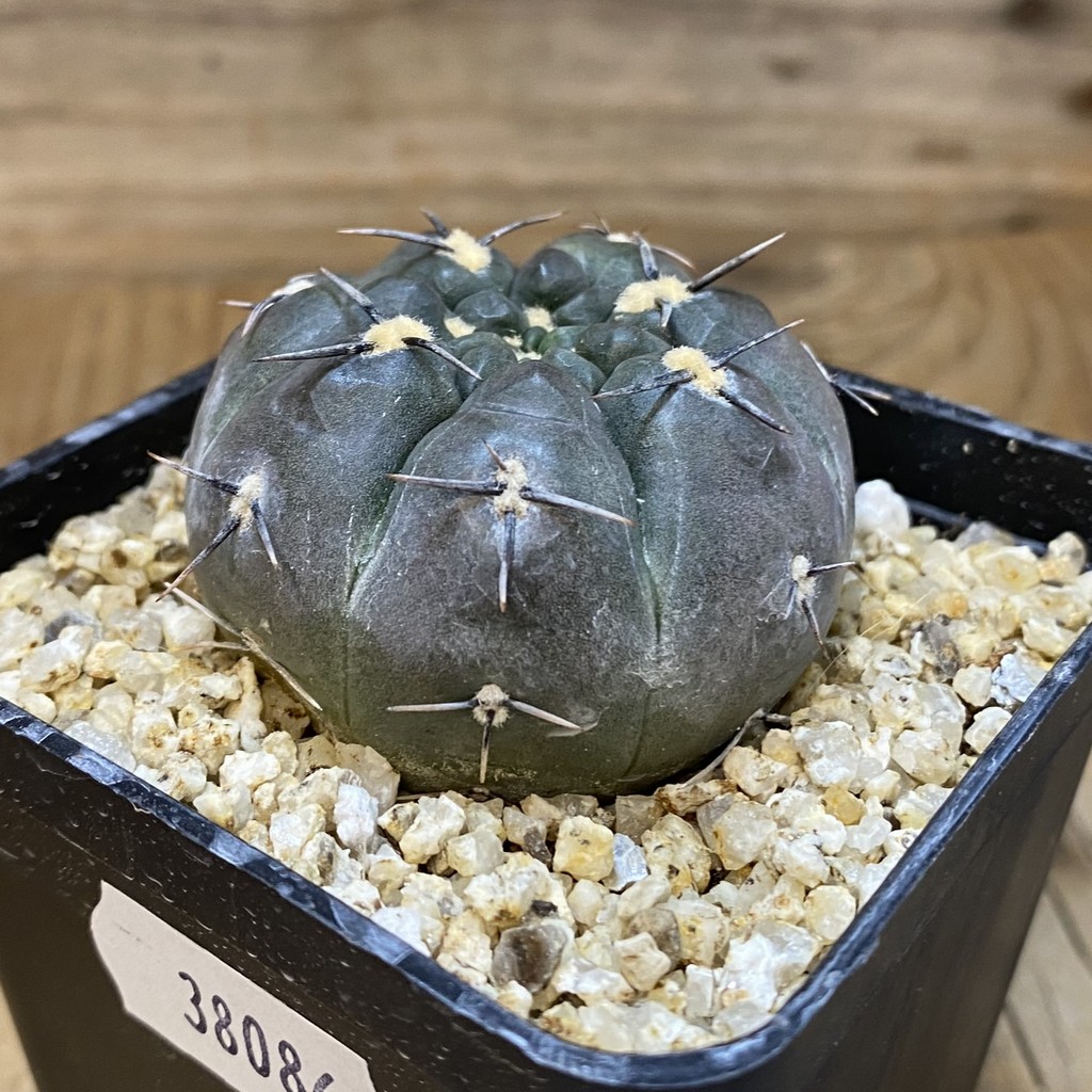 SH38086 Gymnocalycium striglianum VG 698 - Зображення 2