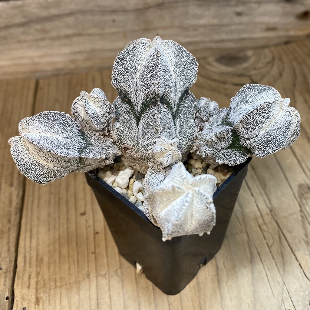 SH38078 Astrophytum myriostigma 'Onzuka' f. caespitosa - Зображення 2