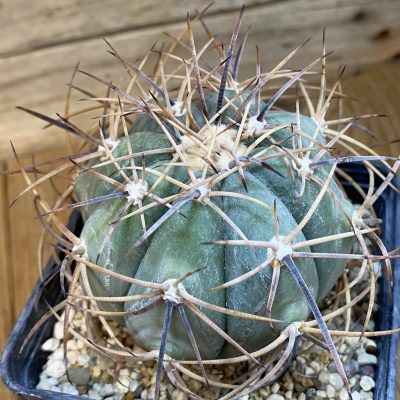 SH38088 Echinocactus horizonthalonius -El Pilar-, grafted