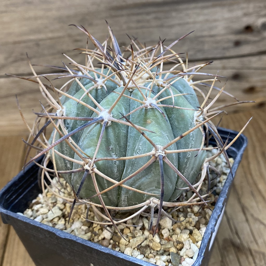 SH38088 Echinocactus horizonthalonius -El Pilar-, grafted - Зображення 2