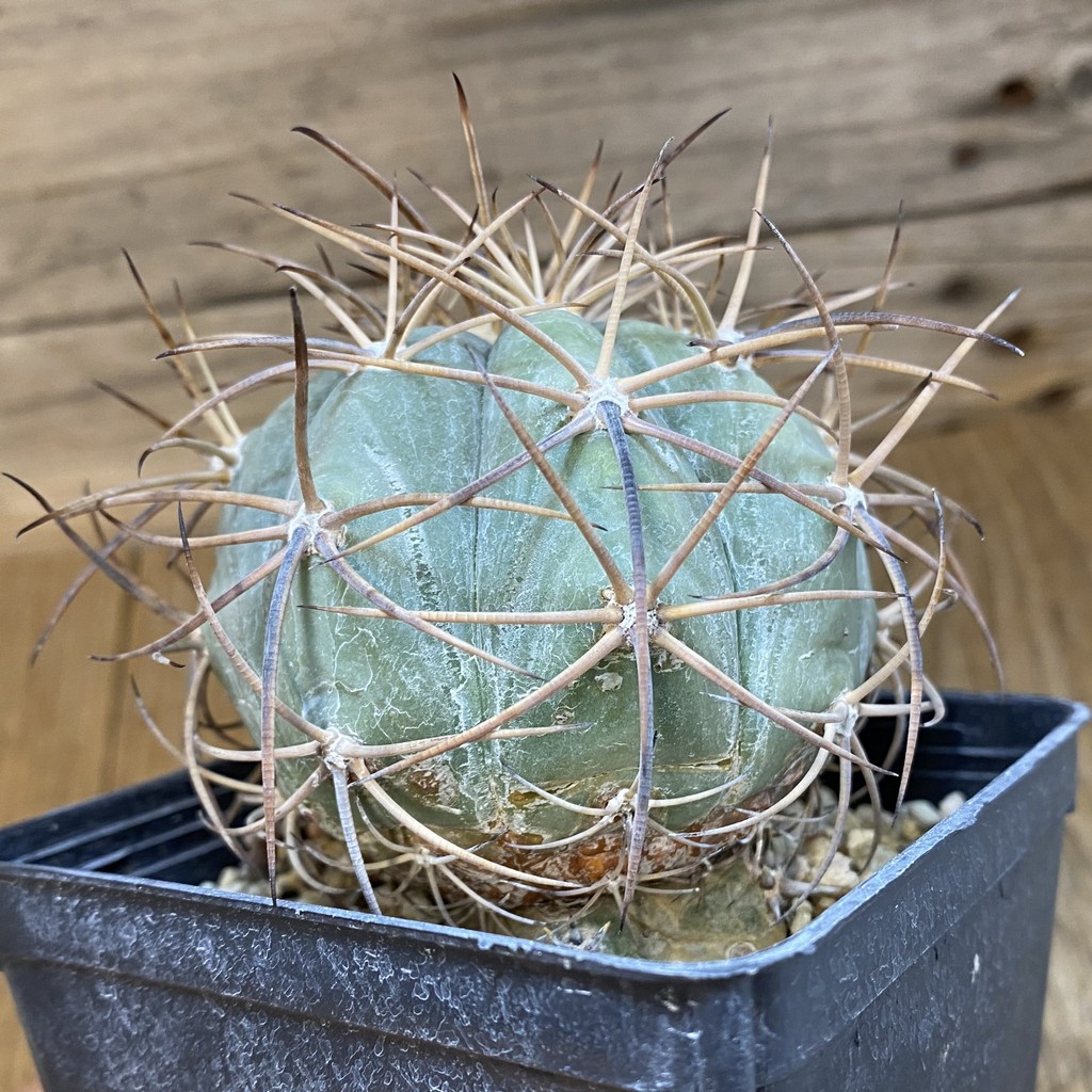 SH38088 Echinocactus horizonthalonius -El Pilar-, grafted - Зображення 3