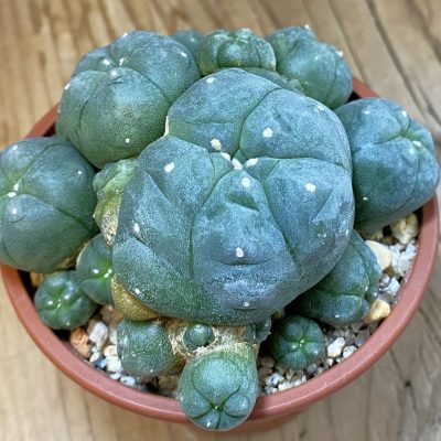 SH38090 Anhalonium willi v. caespitosa, 10 years old