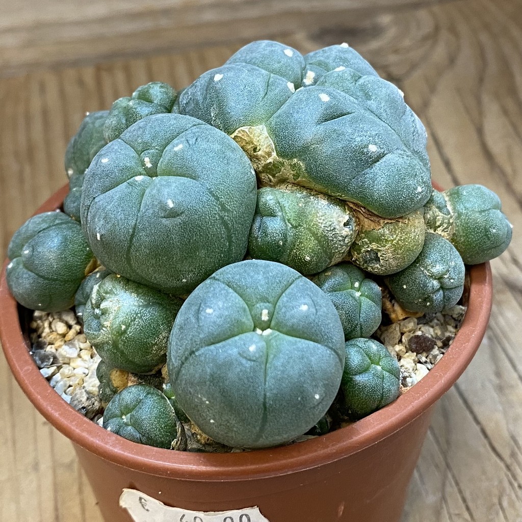 SH38090 Anhalonium willi v. caespitosa, 10 years old - Зображення 2