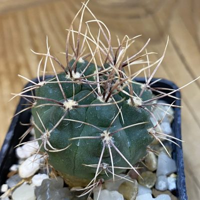 SH38091 Gymnocalycium kroenleinii