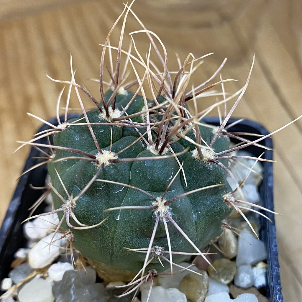 SH38091 Gymnocalycium kroenleinii