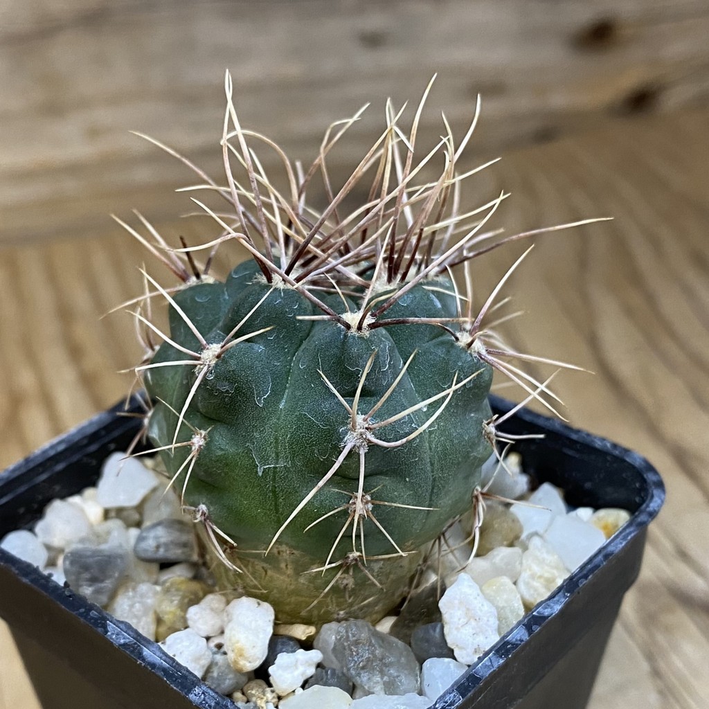 SH38091 Gymnocalycium kroenleinii - Зображення 2