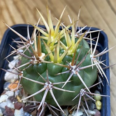SH38092 Gymnocalycium neuhuberi