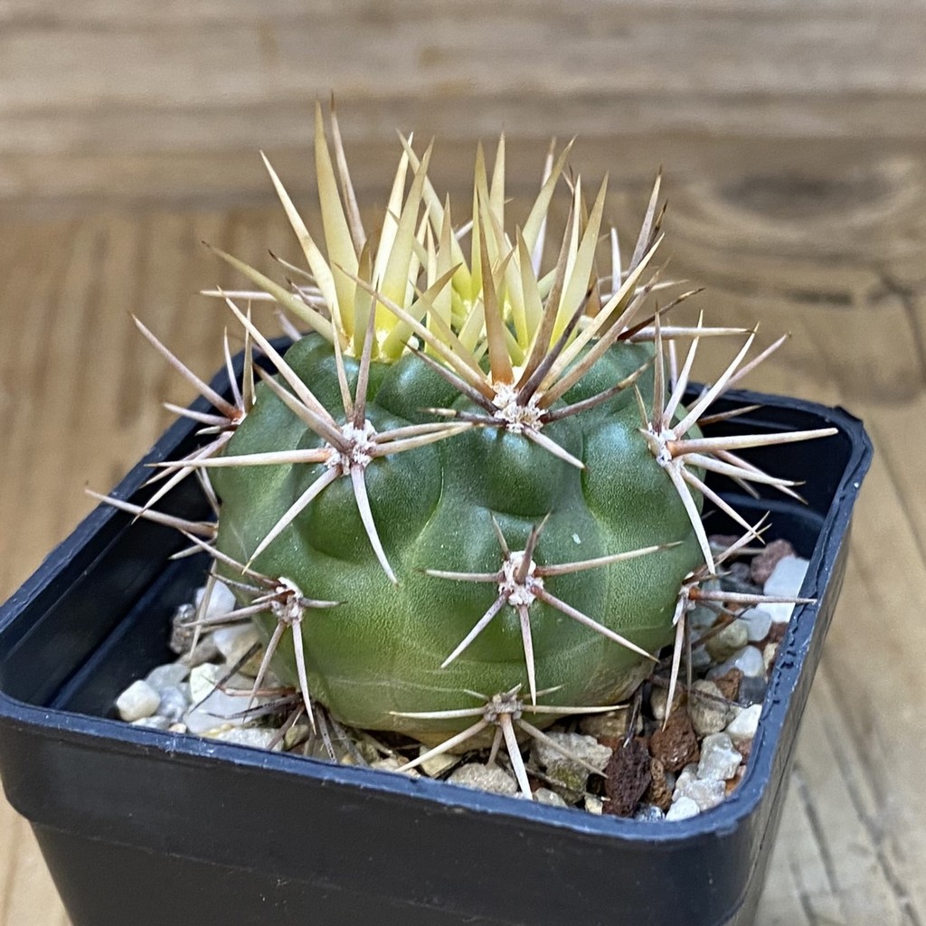 SH38092 Gymnocalycium neuhuberi - Зображення 2