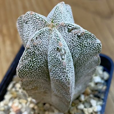 SH38079 Astrophytum myriostigma 'Onzuka' V-type