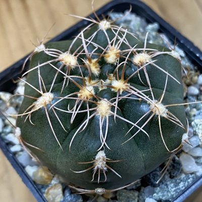 SH38093 Gymnocalycium aff. maznetteri