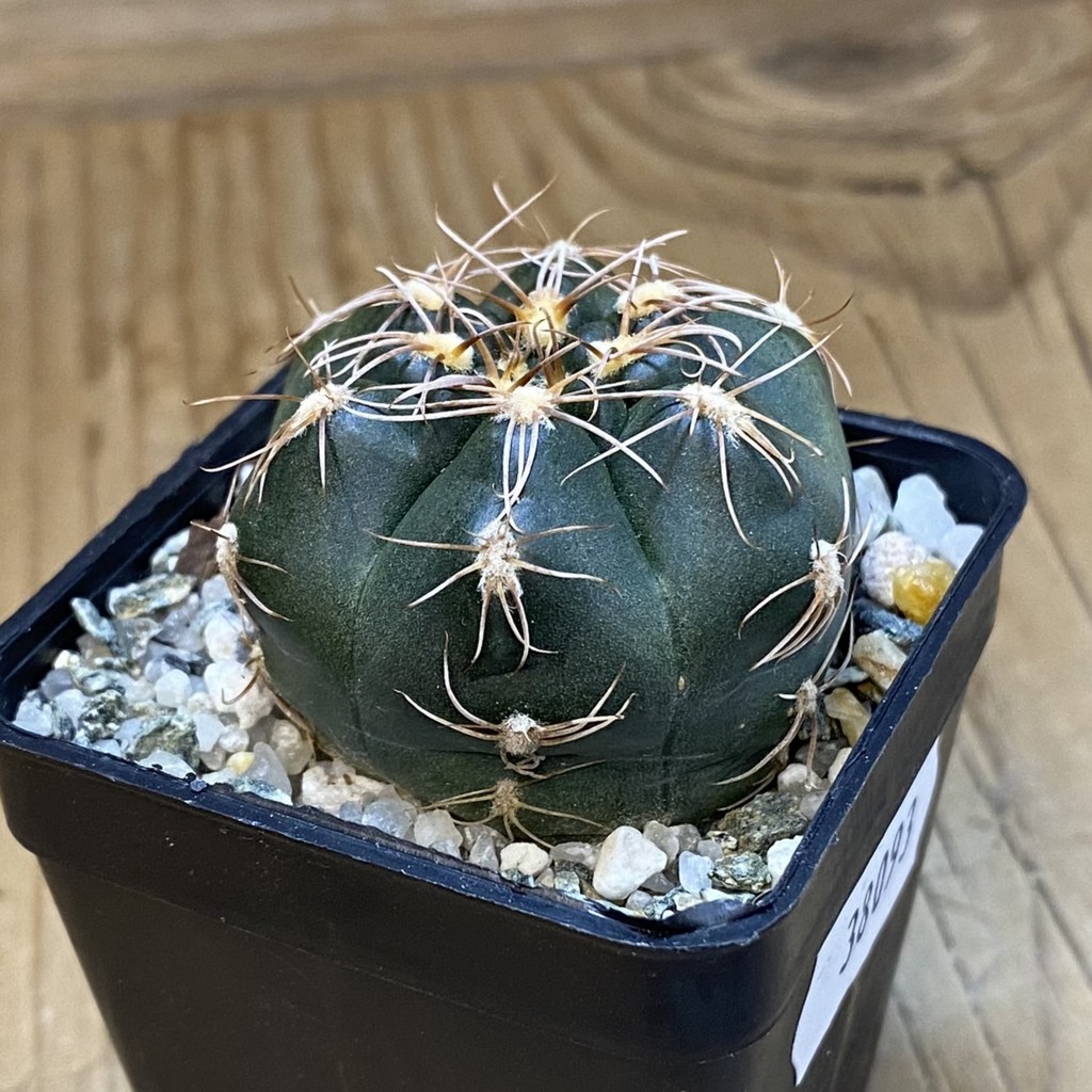 SH38093 Gymnocalycium aff. maznetteri - Зображення 2