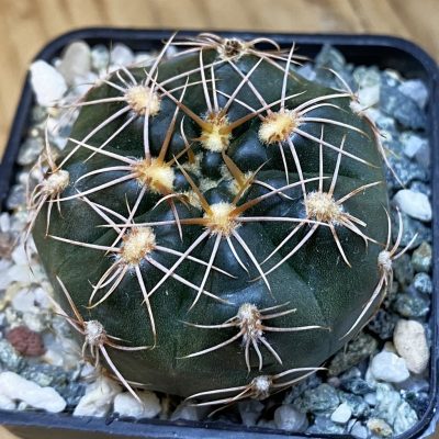 SH38094 Gymnocalycium aff. maznetteri