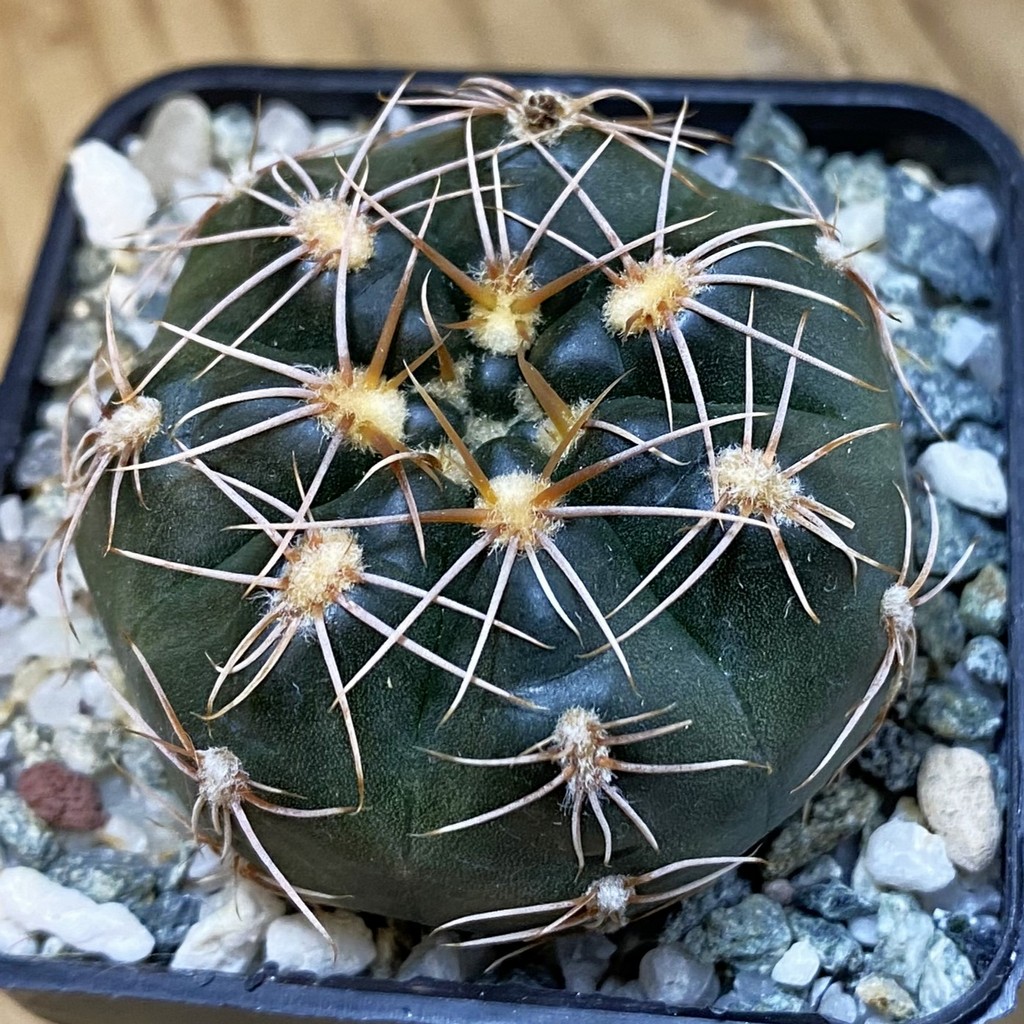 SH38094 Gymnocalycium aff. maznetteri