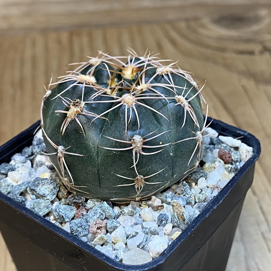 SH38094 Gymnocalycium aff. maznetteri - Зображення 2