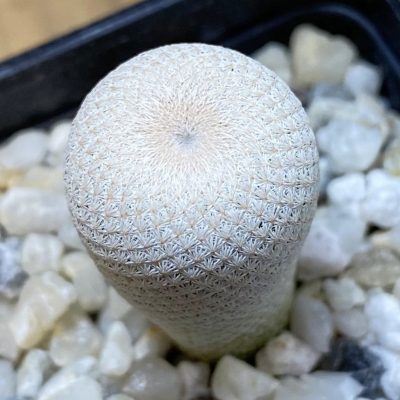 SH38095 Epithelantha bokei MMR 287