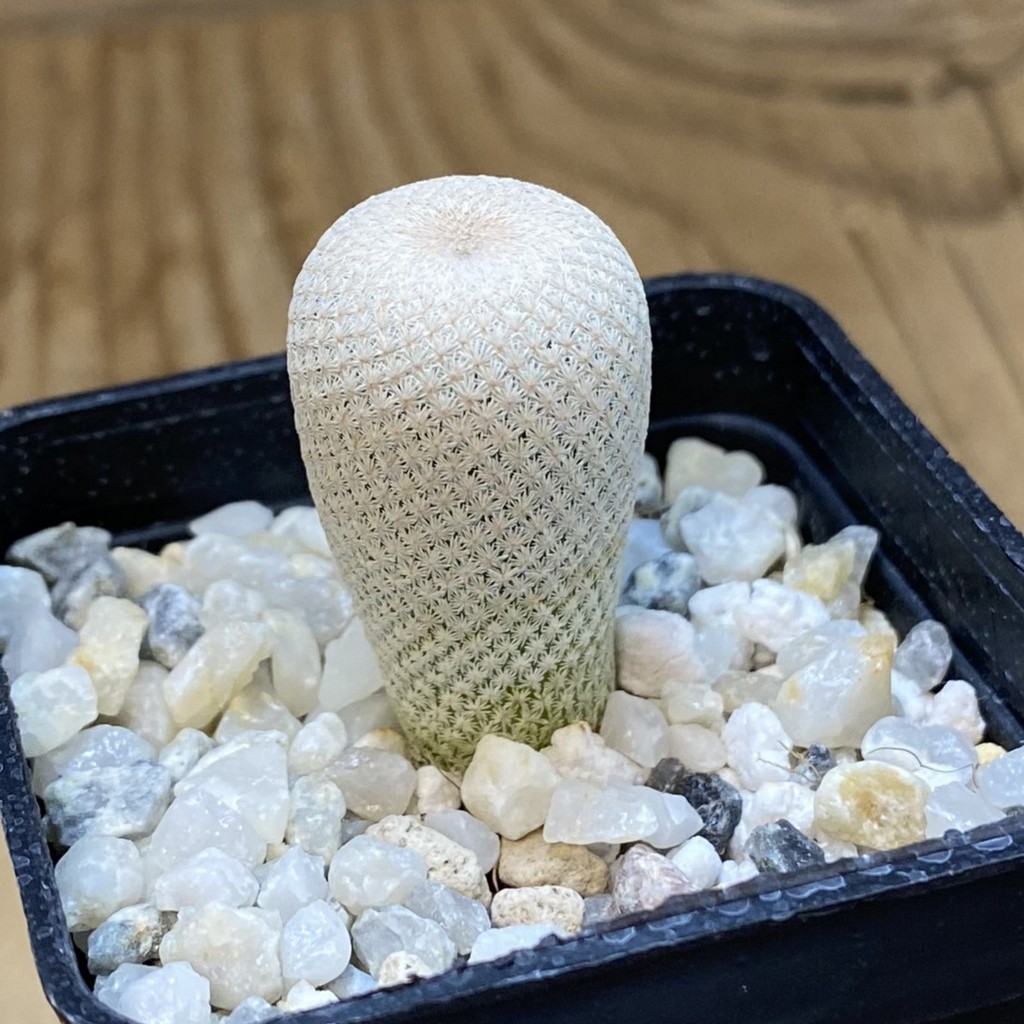 SH38095 Epithelantha bokei MMR 287 - Зображення 2