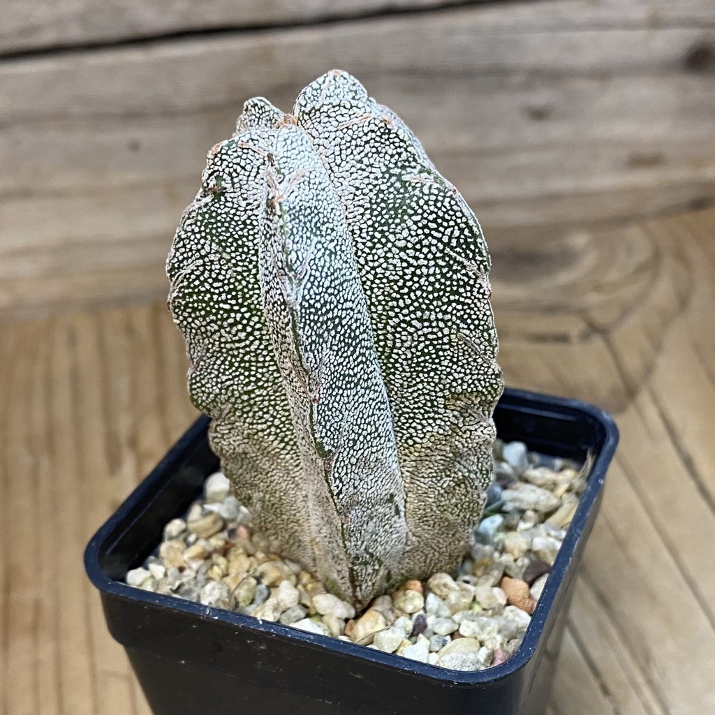 SH38079 Astrophytum myriostigma 'Onzuka' V-type - Зображення 2