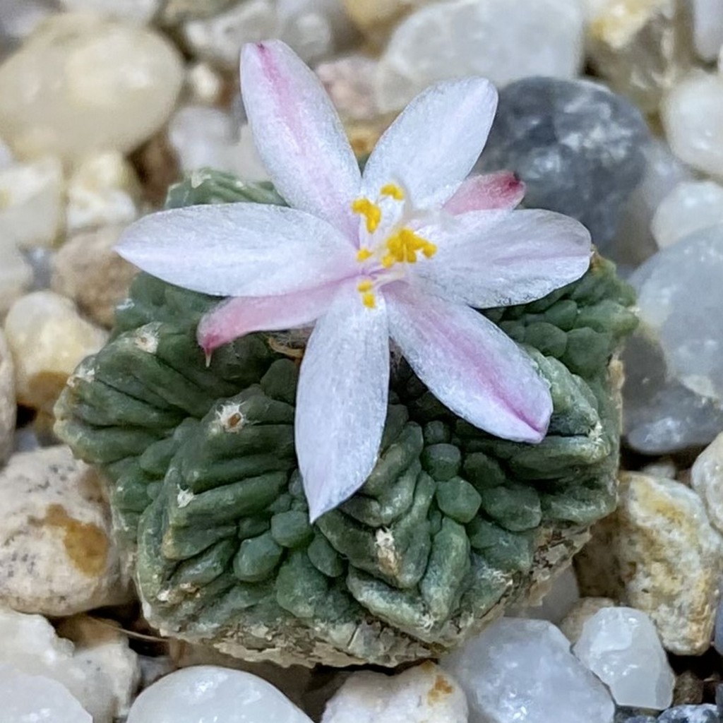 SH38096 Aztekium ritteri VM 619, seedling