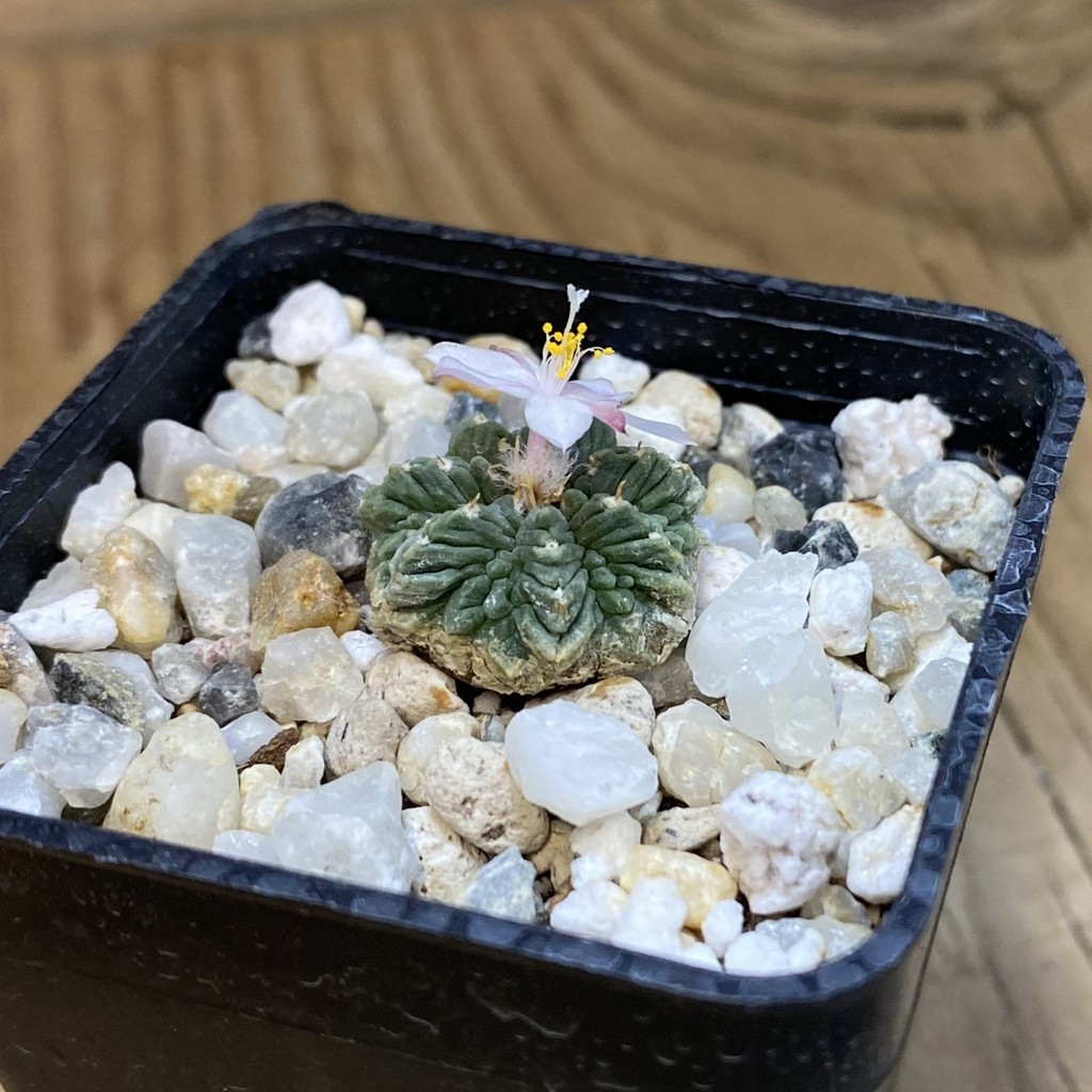 SH38096 Aztekium ritteri VM 619, seedling - Зображення 2