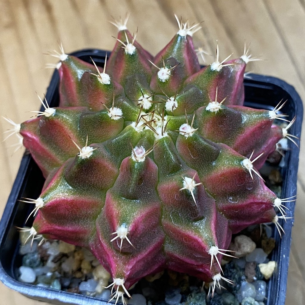 SH38097 Gymnocalycium mihanovichii ‘Neon’ hybrid