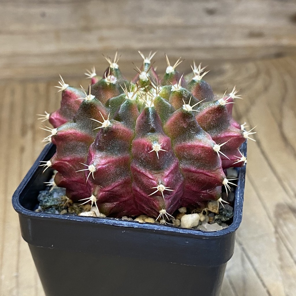 SH38097 Gymnocalycium mihanovichii ‘Neon’ hybrid - Зображення 2