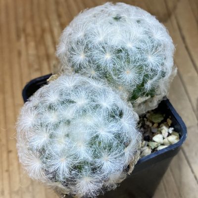 SH38098 Mammillaria plumosa
