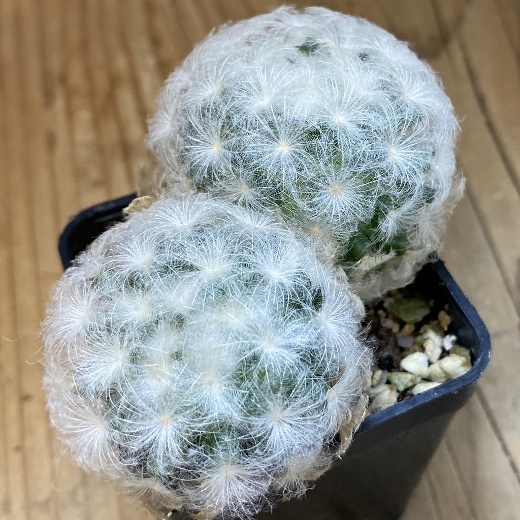 SH38098 Mammillaria plumosa