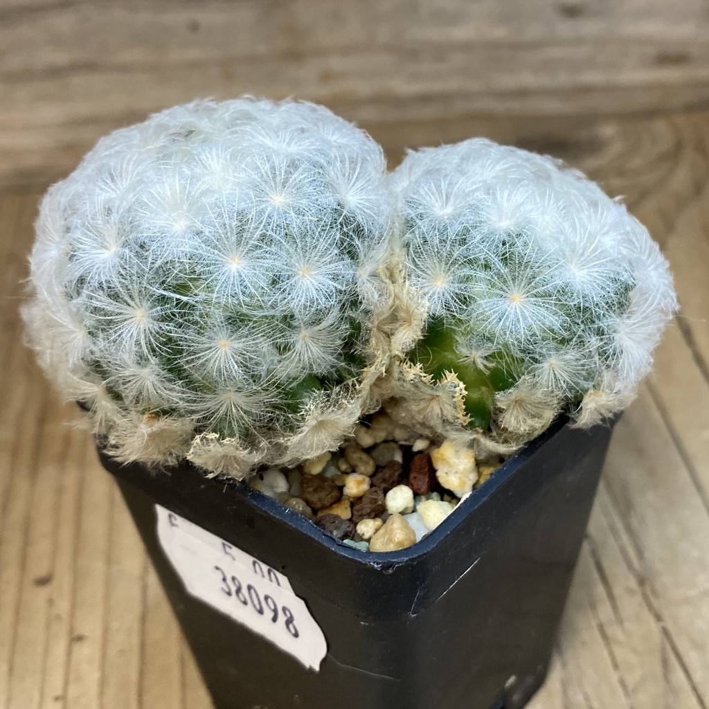 SH38098 Mammillaria plumosa - Зображення 2