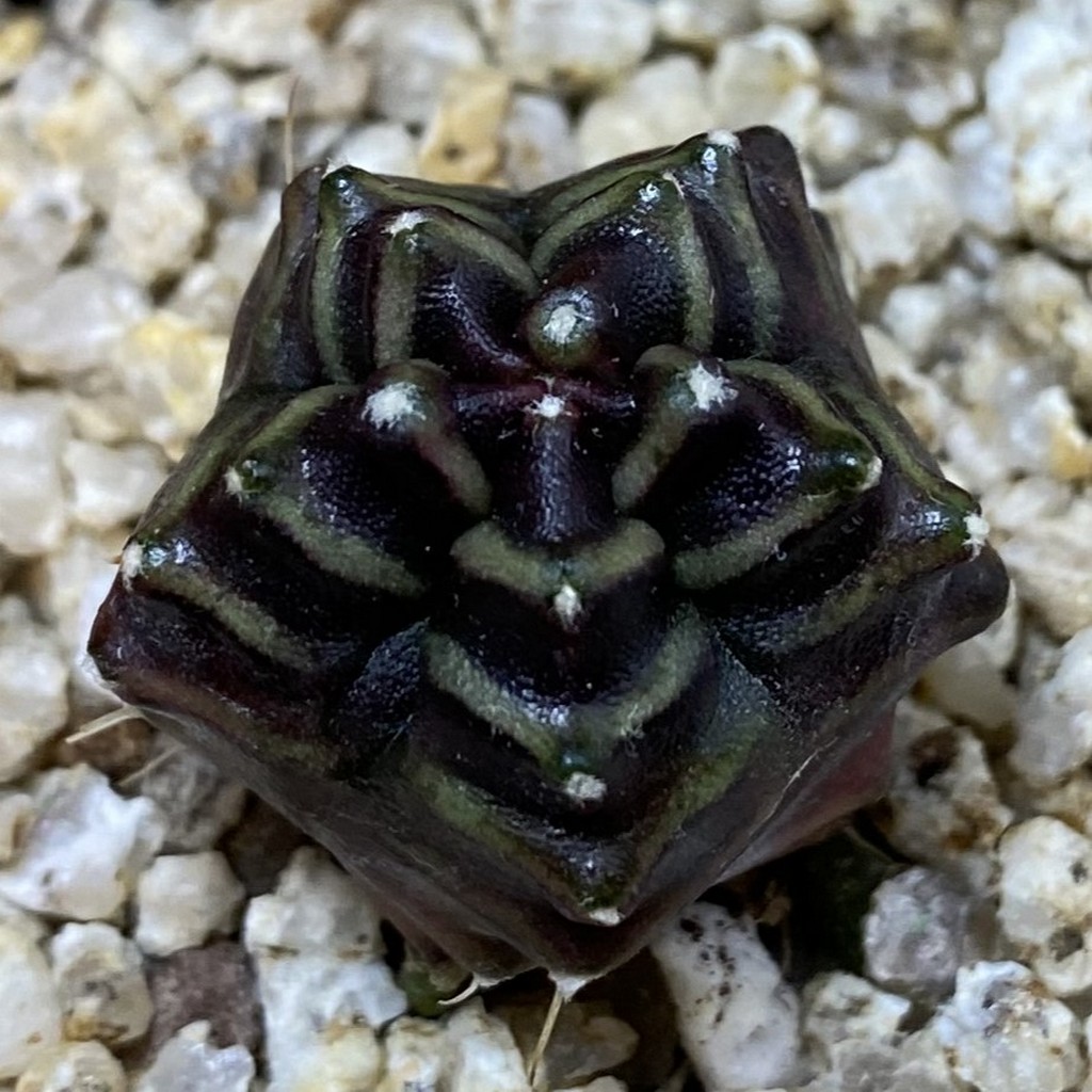 SH38099 Gymnocalycium mihanovichii ‘Transformer' -Japan-