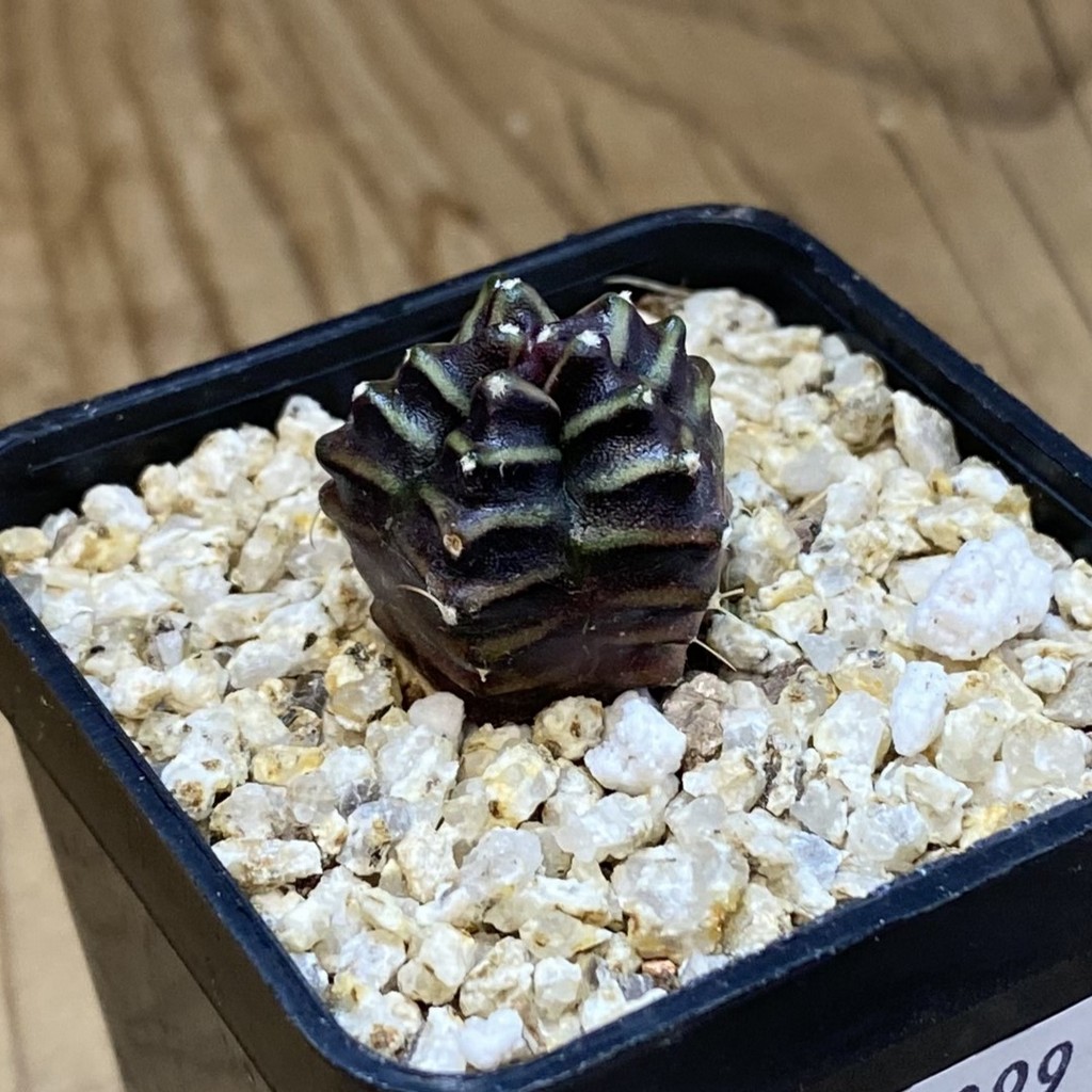 SH38099 Gymnocalycium mihanovichii ‘Transformer' -Japan- - Зображення 2
