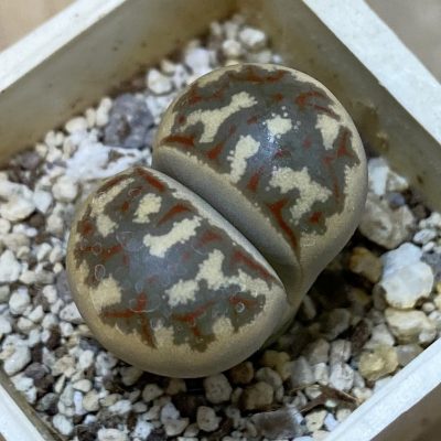 SH38101 Lithops dorotheae