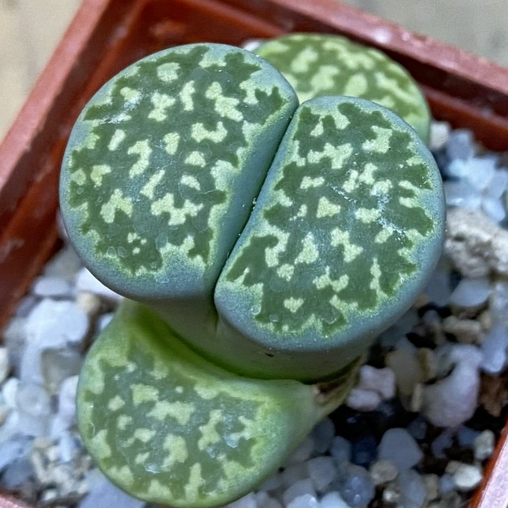 SH38102 Lithops salicola 'Malachite'