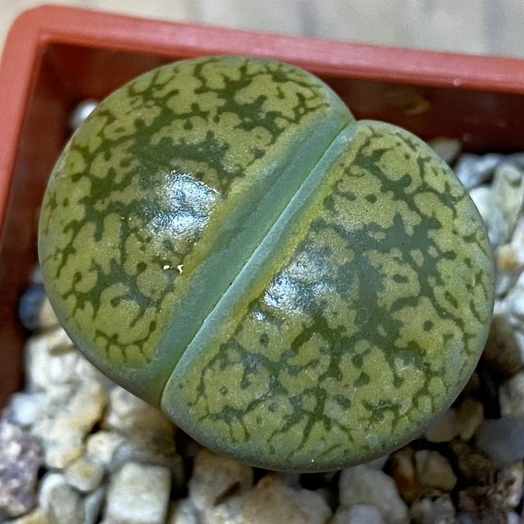 SH38103 Lithops aucampiae 'Jackson's Jade' C 395