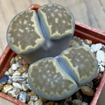 SH38104 Lithops hallii v. ochracea