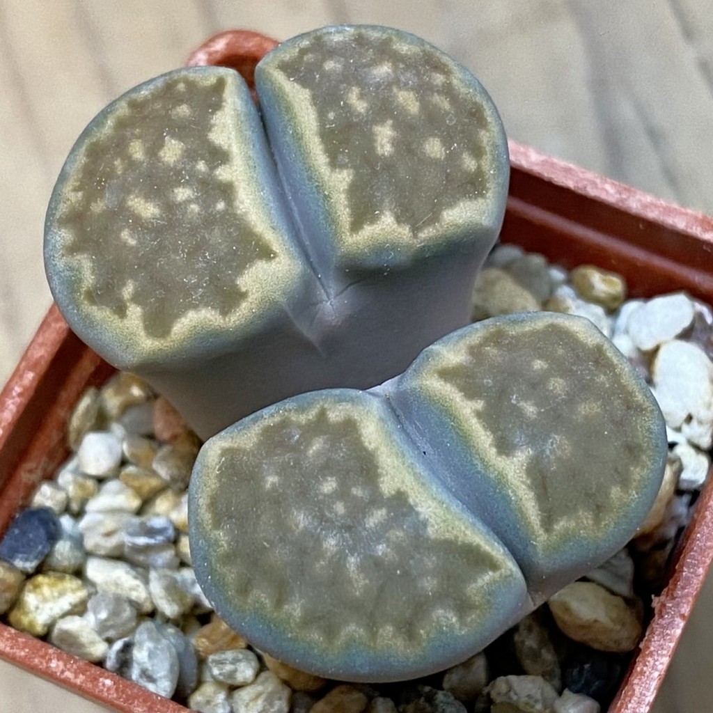 SH38104 Lithops hallii v. ochracea