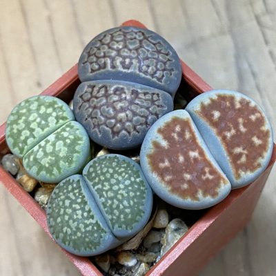 SH38105 Lithops mix