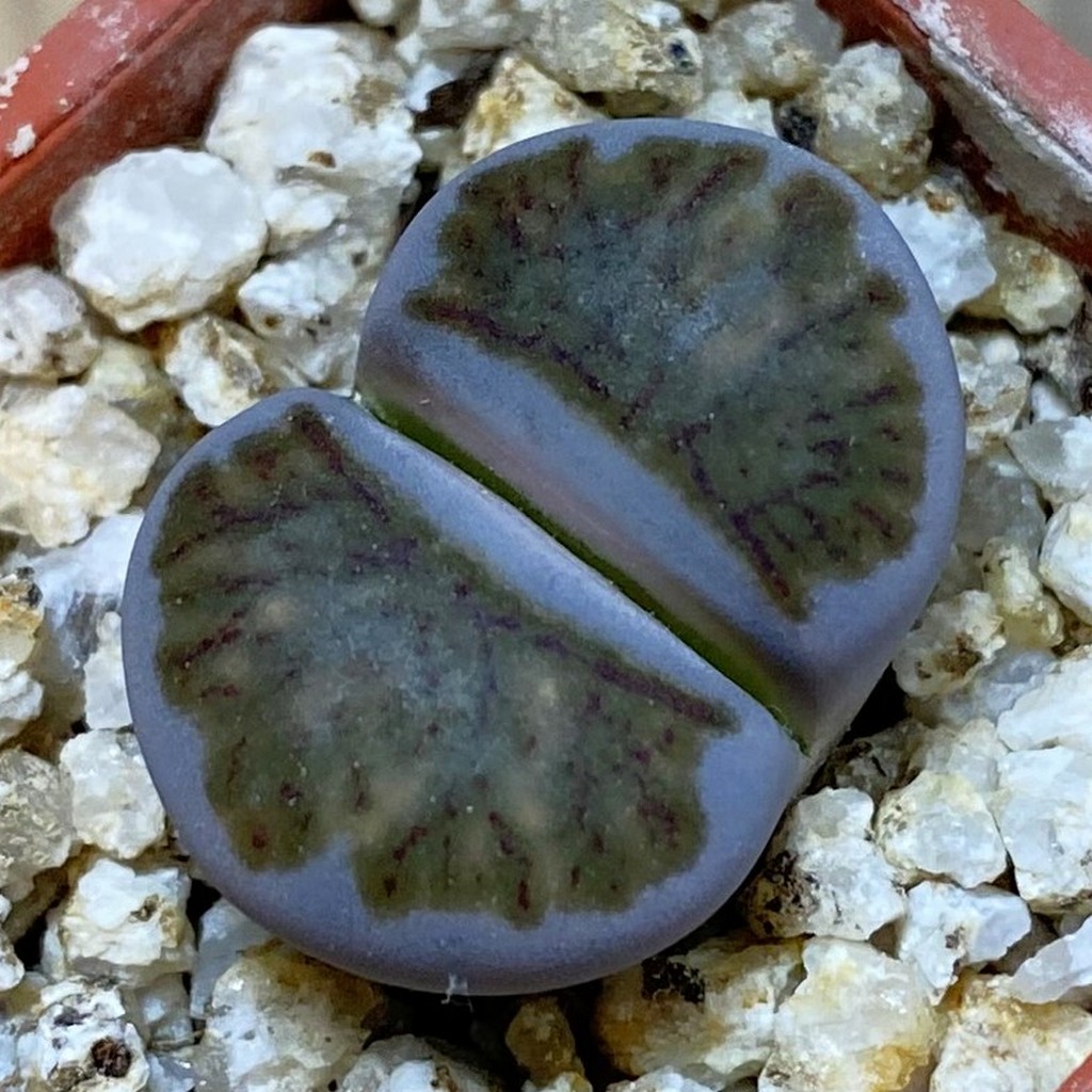 SH38106 Lithops julii 'Kikushogiyoku' hybrid