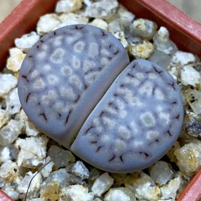 SH38107 Lithops julii v. fulleri