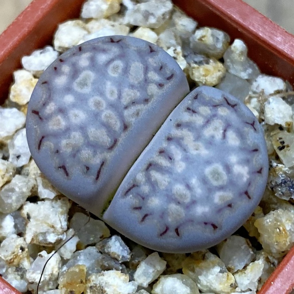 SH38107 Lithops julii v. fulleri
