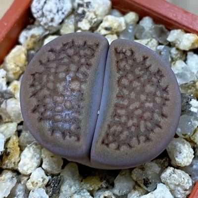 SH38108 Lithops hallii