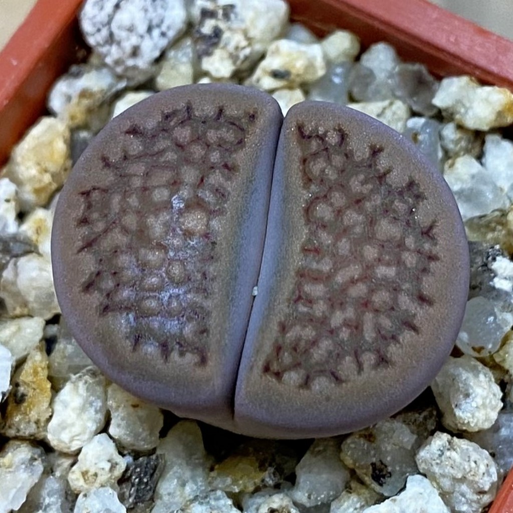 SH38108 Lithops hallii