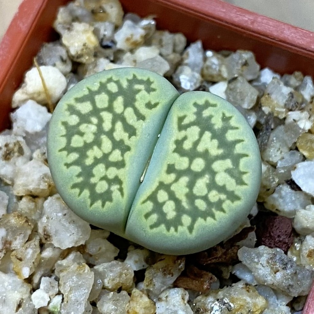 SH38109 Lithops salicola ‘Malachite’ x Lithops julii v. fulleri ‘Fuller Green’