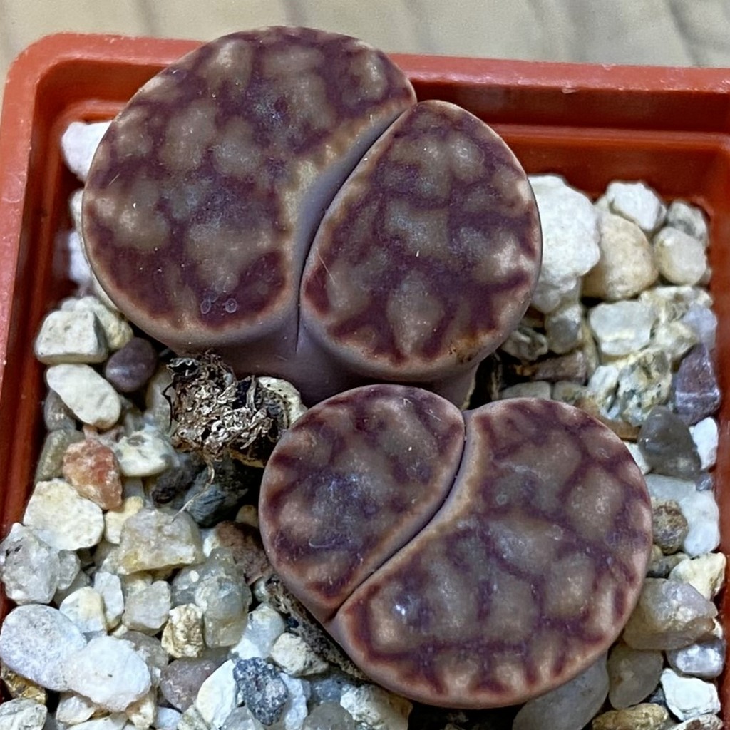 SH38110 Lithops bromfieldii C 40