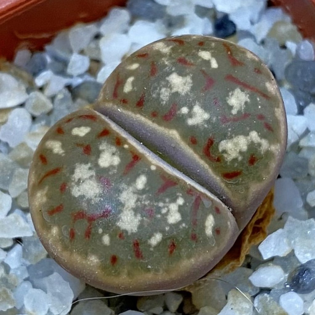 SH38112 Lithops dorotheae