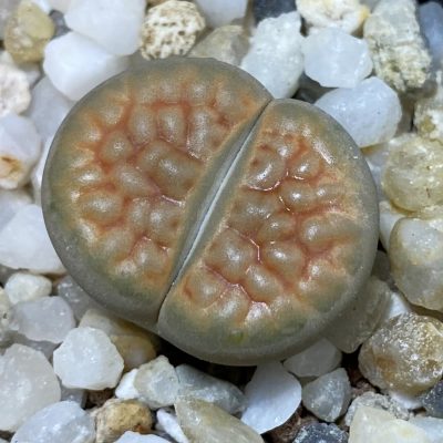 SH38113 Lithops hookeri 'Aubarede' C38A