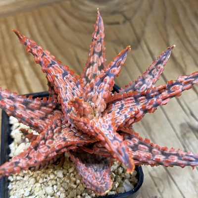 SH38205 Aloe TCT hybrid
