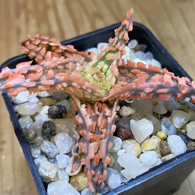 SH38206 Aloe TCT hybrid