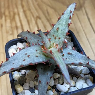 SH38207 Aloe castilloniae hybrid